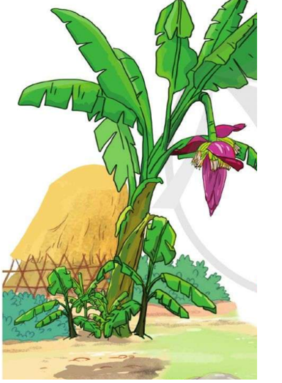 Cây chuối nhà em